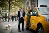 Hund im Taxi mitnehmen Ist das erlaubt